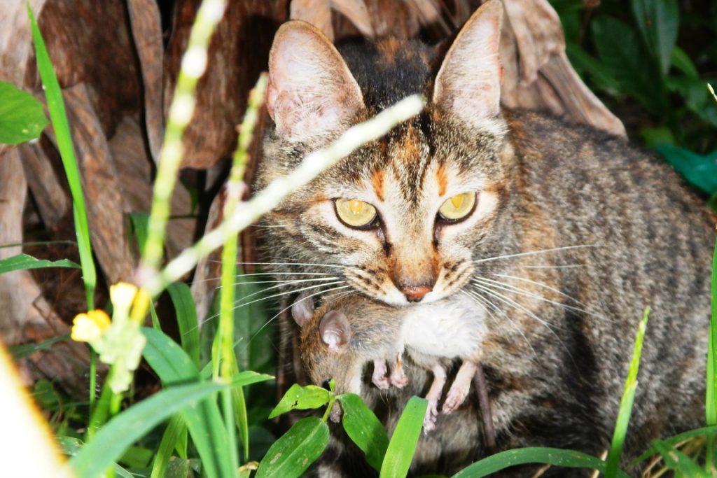 Foto de gato doméstico com rato na boca