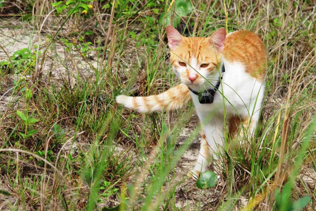 foto de gato amarelo com radiocolar