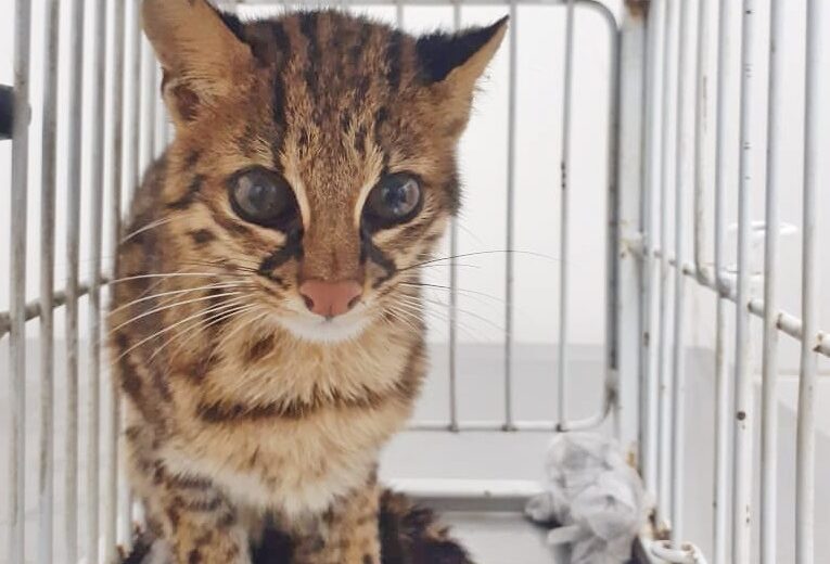 Etapa do método CED, marcação na orelha de gatos não se configura mutilação