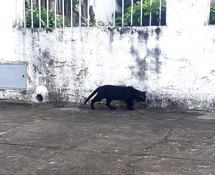 Etapa do método CED, marcação na orelha de gatos não se configura mutilação